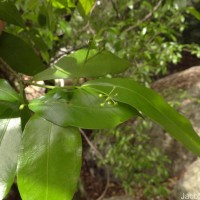 Blachia umbellata (Willd.) Baill.